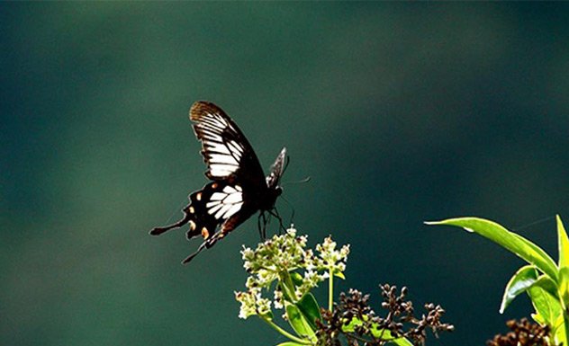 A visit to UNESCO Sinharaja Rainforest - Experience - Sri Lanka In Style